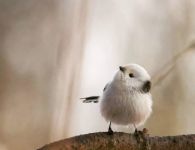 137535286 3062048230689109 n